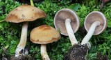Psathyrella rugocephala image