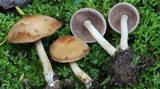 Psathyrella rugocephala image