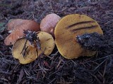 Suillus lakei image