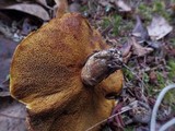Suillus lakei var. pseudopictus image