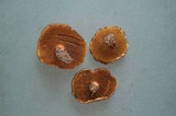 Suillus lakei image
