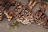 Thelephora palmata image