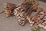 Thelephora palmata image