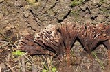 Thelephora palmata image