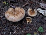 Paxillus involutus image