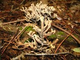 Helminthosphaeria clavariarum image