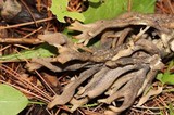 Helminthosphaeria clavariarum image
