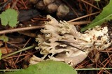 Helminthosphaeria clavariarum image