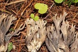 Helminthosphaeria clavariarum image