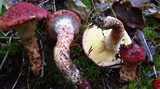 Suillus spraguei image