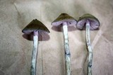 Psilocybe cyanofibrillosa image