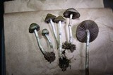 Psilocybe cyanofibrillosa image