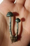 Psilocybe cyanofibrillosa image