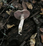 Agaricus moelleri image