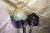 Psilocybe baeocystis image