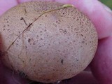Scleroderma laeve image