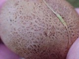 Scleroderma laeve image