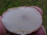 Scleroderma laeve image