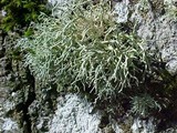 Usnea glabrata image