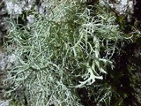 Usnea glabrata image