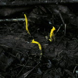 Calocera viscosa image