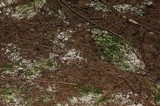 Clavulina coralloides image