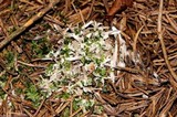 Clavulina coralloides image