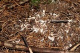 Clavulina coralloides image