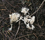 Clavulina coralloides image