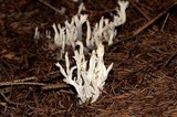 Clavulina coralloides image