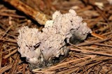Clavulina coralloides image