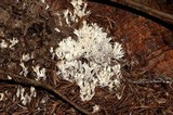 Clavulina coralloides image