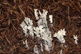 Clavulina coralloides image