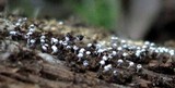 Physarum album image