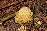 Ramaria flaccida image