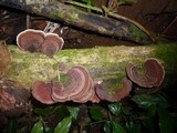 Hexagonia variegata image