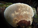 Hexagonia variegata image