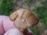 Marasmius oreades image