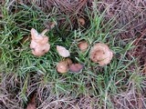 Marasmius oreades image