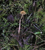 Galerina clavata image