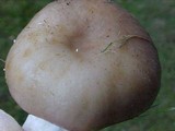 Russula brunneola image