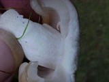Russula brunneola image