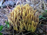 Ramaria flaccida image