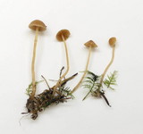Galerina clavata image