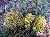 Ramaria flaccida image