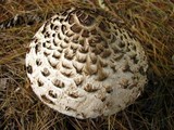 Chlorophyllum rachodes image