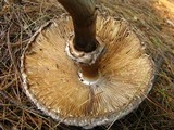 Chlorophyllum rachodes image