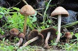 Panaeolus cinctulus image