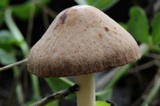 Panaeolus cinctulus image