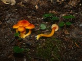 Hygrocybe miniata image